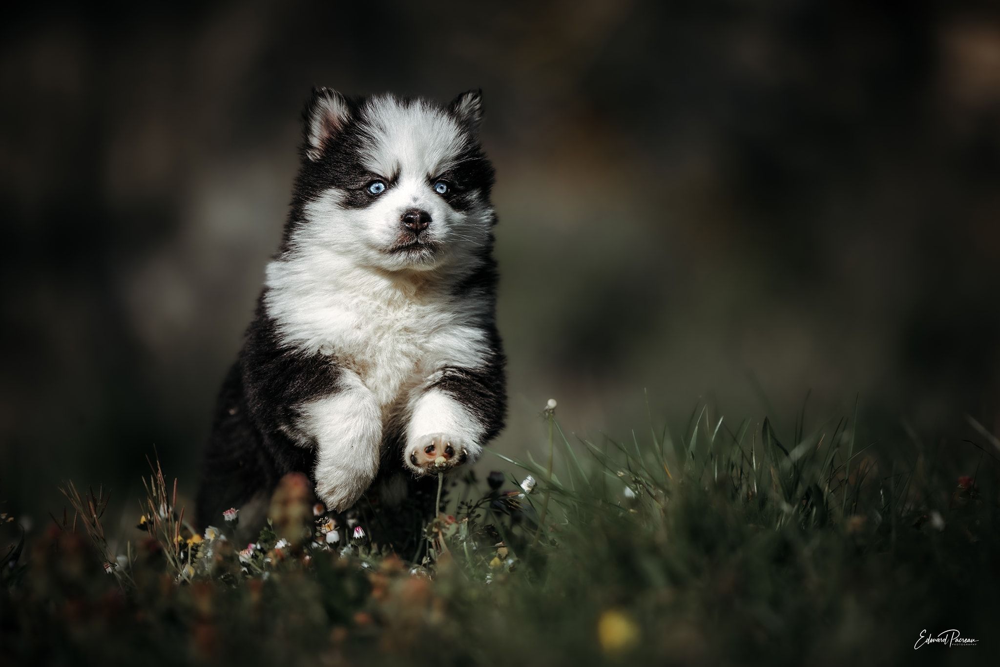 Portée de chiots Pomsky au pelage gris et blanc dans l'espace de vie de l'élevage