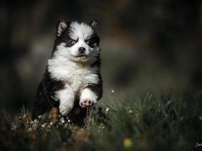 Portée de chiots Pomsky au pelage gris et blanc dans l'espace de vie de l'élevage