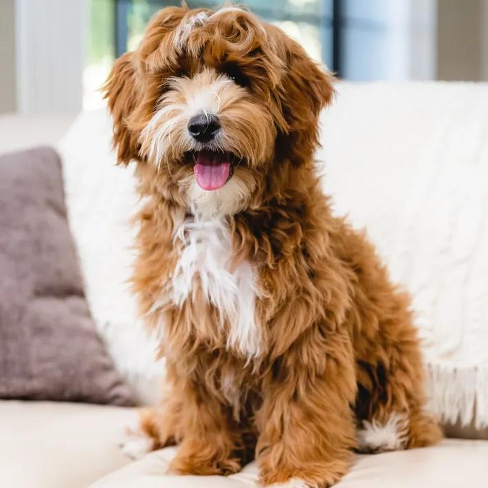 Ella, femelle Berndoodle – Multigeneration au pelage marron blanc