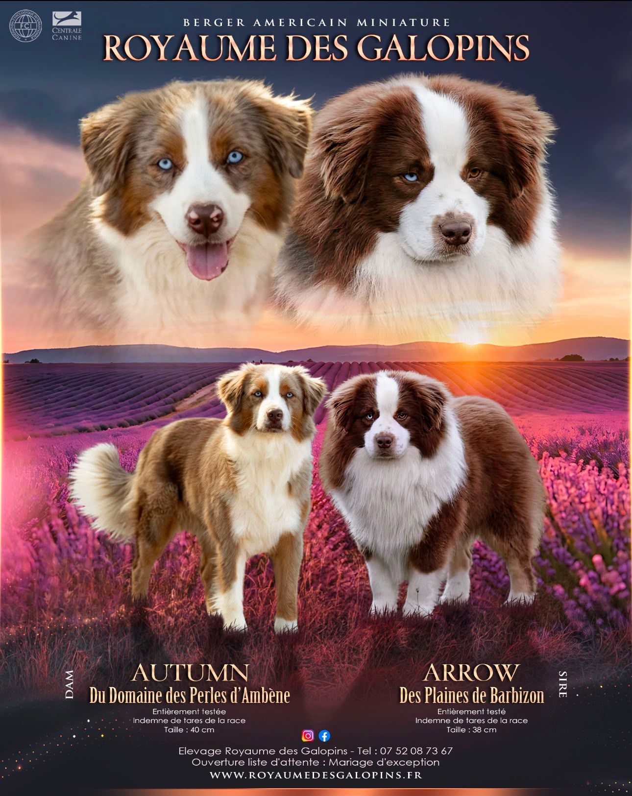 Portée Berger Américain miniature Autumn et Aston, chiots Berger Américain Miniature nés le 9 août 2026