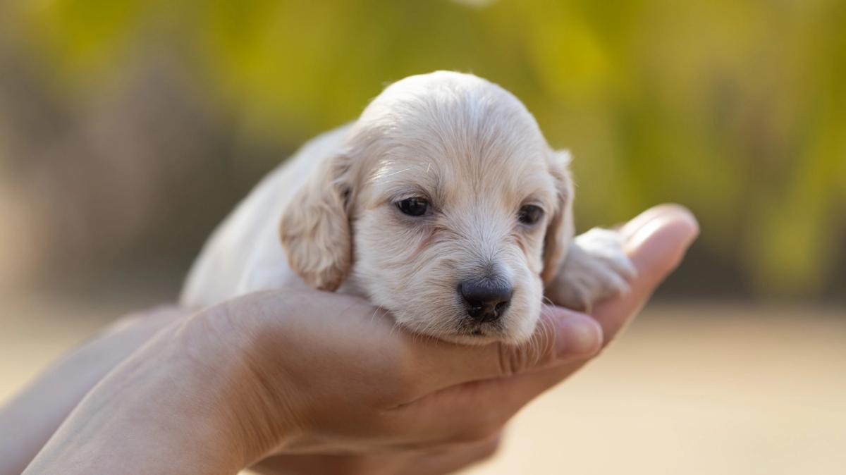Balto, chiot mâle kaninchen/nain au pelage crème