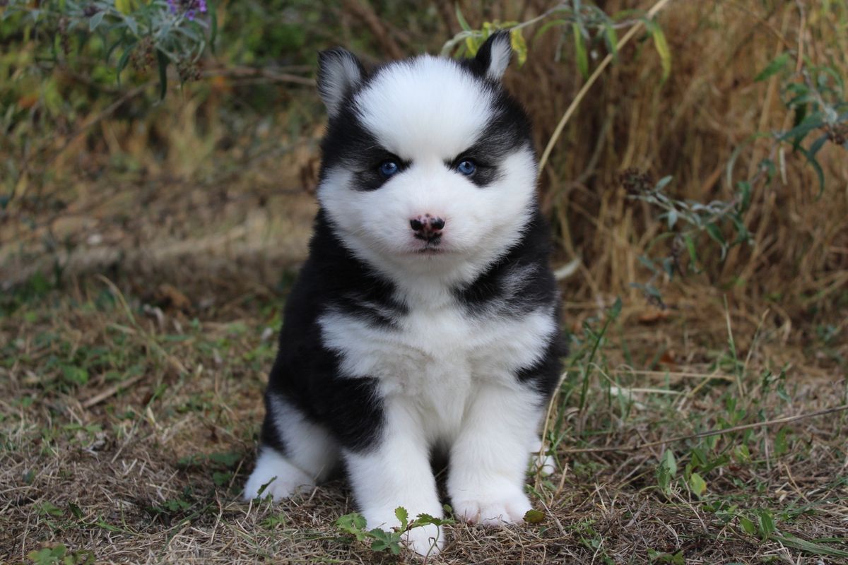 BRUNO, chiot Pomsky mâle au pelage noir et blanc