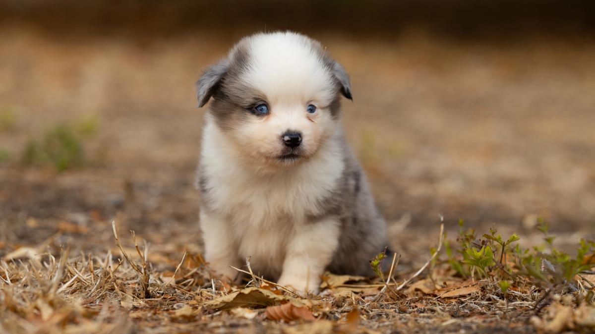 Bazil, chiot Berger Américain Miniature mâle miniature au pelage bleu merle