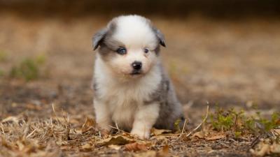 Bazil, chiot Berger Américain Miniature mâle miniature au pelage bleu merle