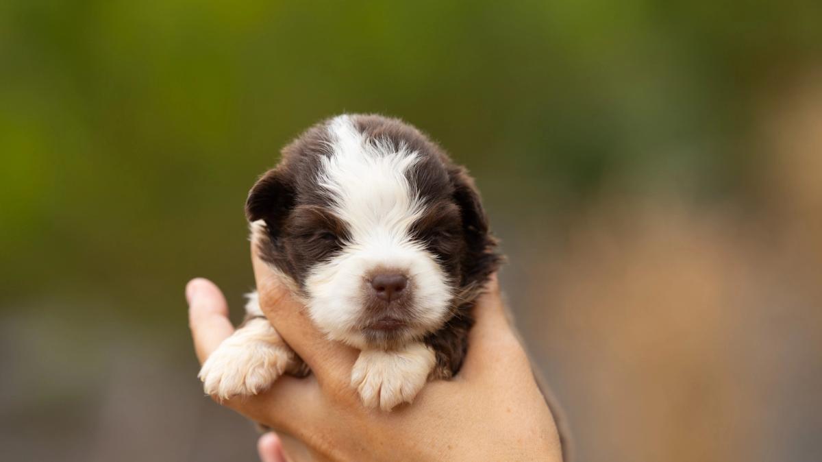 Bear, chiot Berger Américain Miniature mâle miniature au pelage rouge tricolore