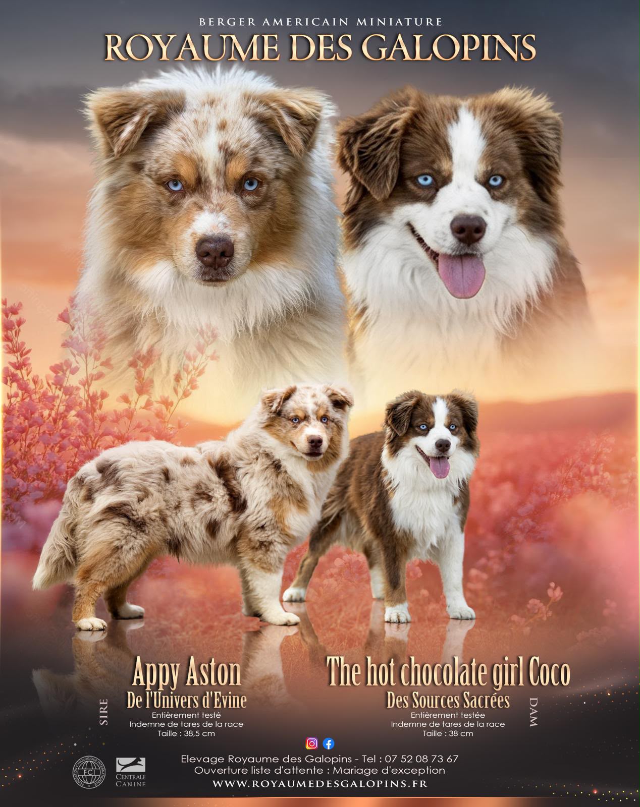 Portée Berger Américain Miniature Coco et Aston, chiots Berger Américain Miniature nés le 4 août 2026