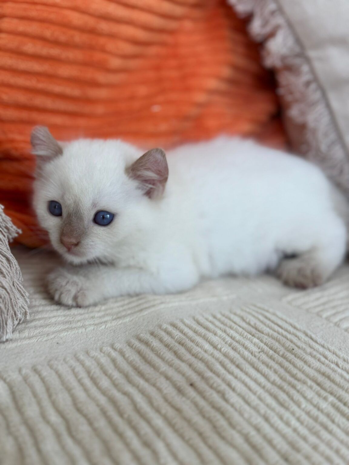 Biscotte, mâle Highland Lynx - 2 Mutations : Poly, oreille curl 2
