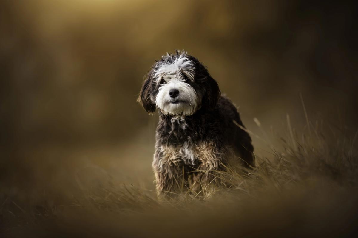 Liberty, Bernedoodle femelle reproductrice