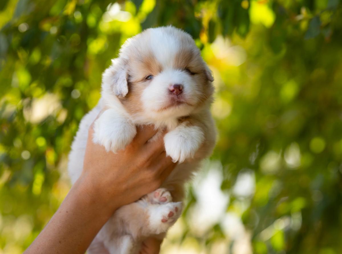 Blue, chiot Berger Américain Miniature mâle miniature au pelage rouge merle