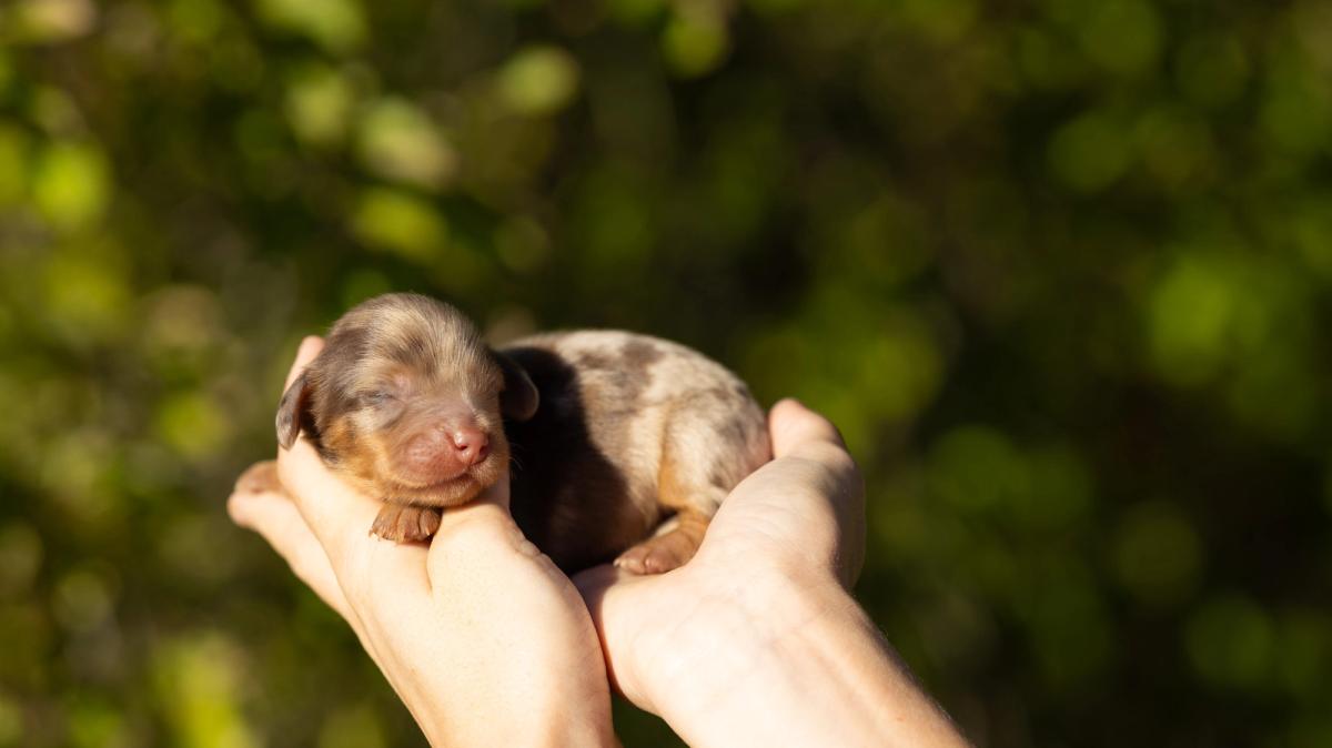 Nola, chiot Teckel femelle kaninchen au pelage arlequin chocolat