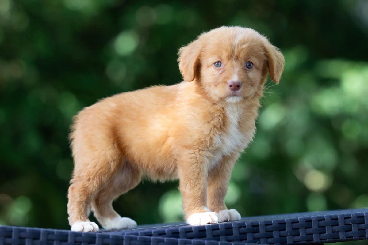 Vulko le chiot retriever de la Nouvelle-Écosse jouant en extérieur