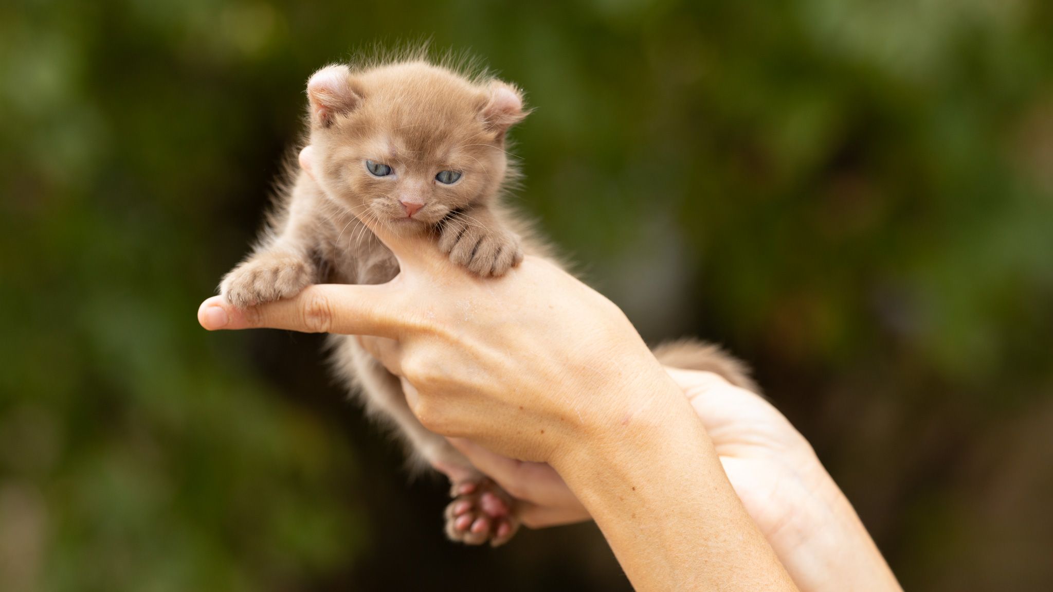 Portée Highland Lynx, chatons Highland Lynx