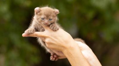 Portée Highland Lynx, chatons Highland Lynx
