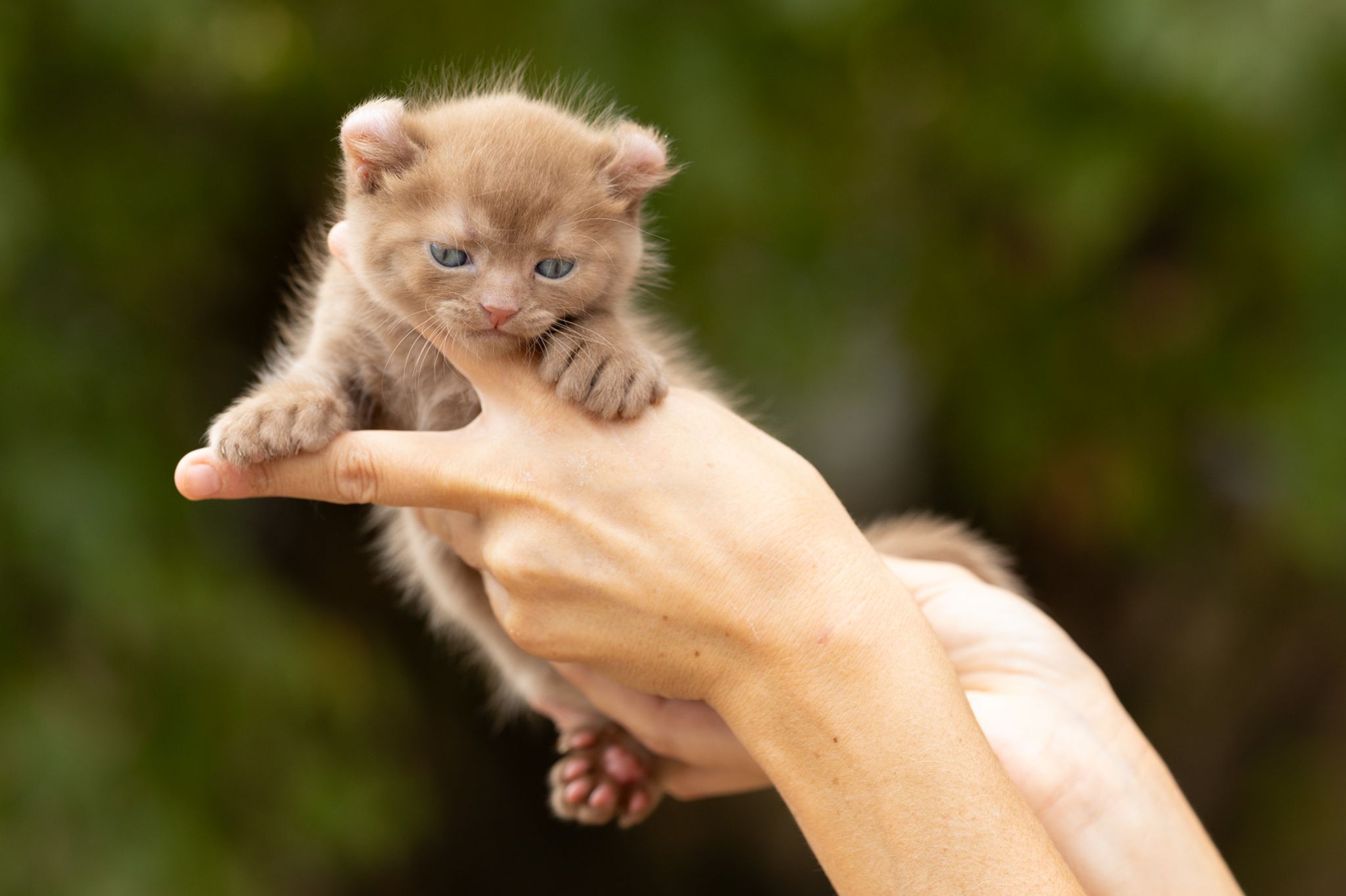 Portée Highland Lynx, chatons Highland Lynx
