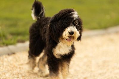 Bernedoodle standard au pelage noir, blanc et feu (tricolore), en extérieur