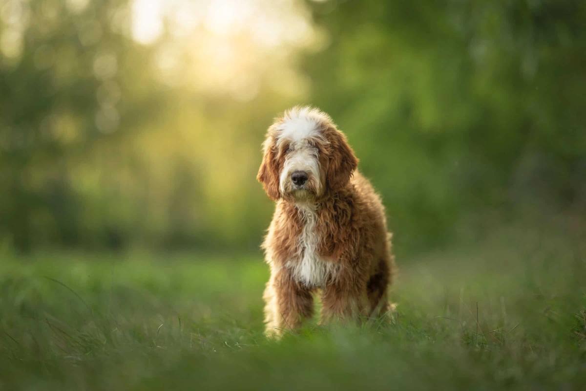 Max, mâle Medium Multigeneration bernedoodle au pelage marron et blanc