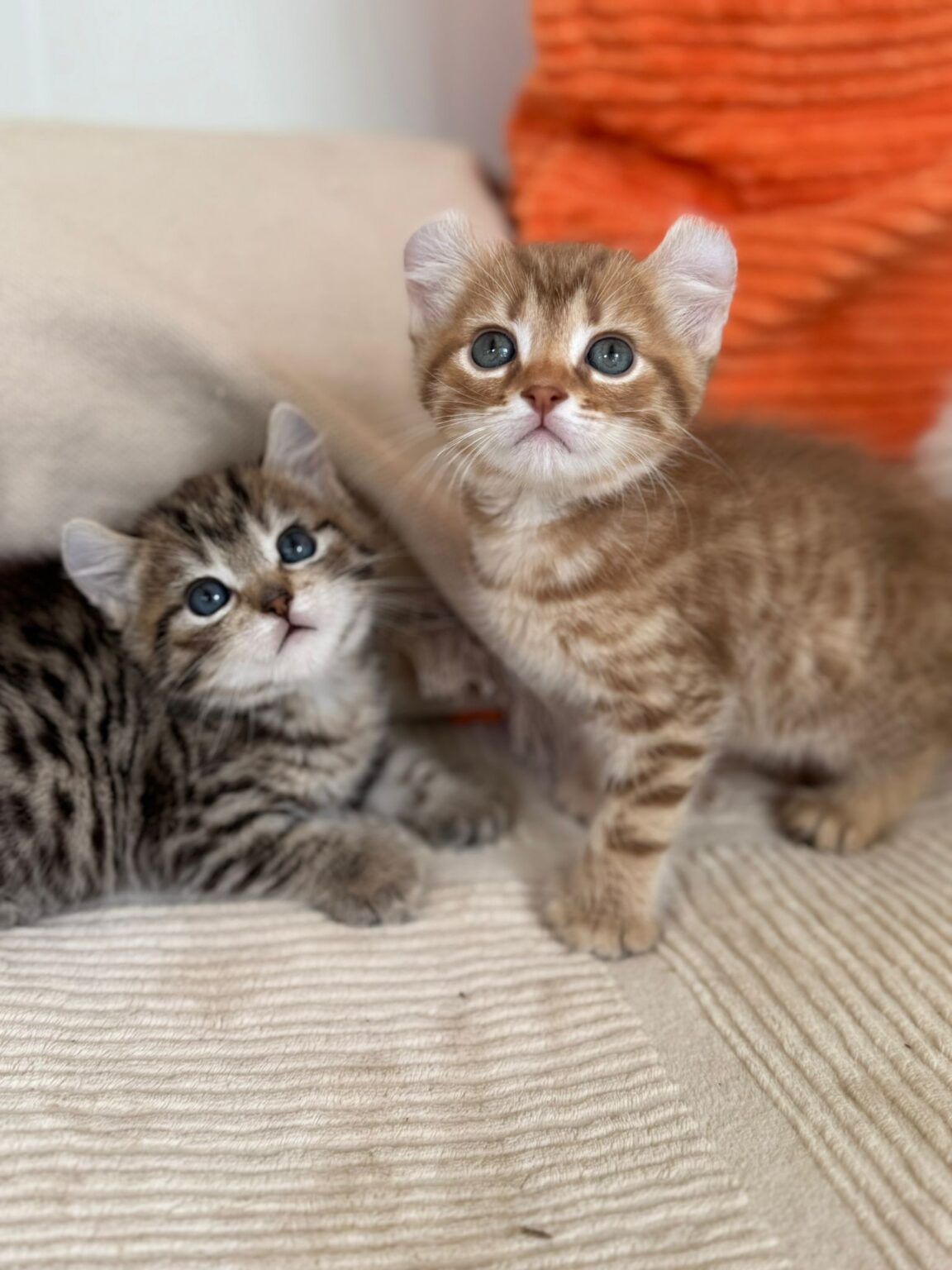 Bounty, mâle Highland Lynx - 2 Mutations : Poly, oreille curl 2
