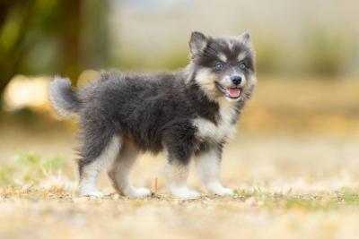 Bernadette, chiot Pomsky Bleu et Tan aux yeux vert bleu 2
