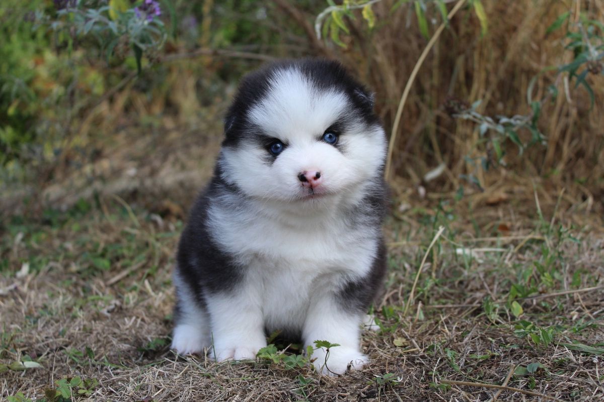 BOLT, chiot Pomsky mâle au pelage noir et blanc