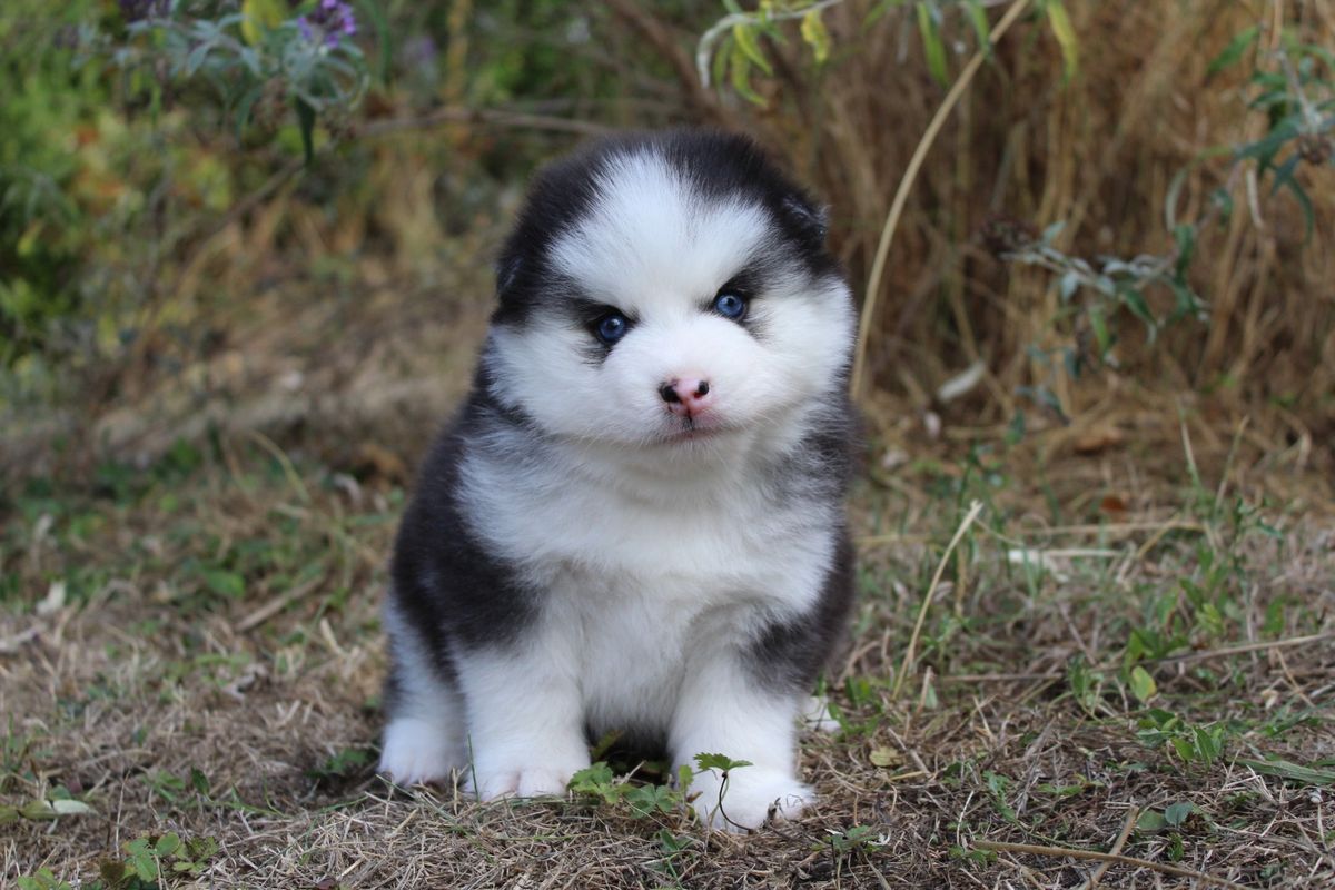 BOLT, chiot Pomsky mâle au pelage noir et blanc