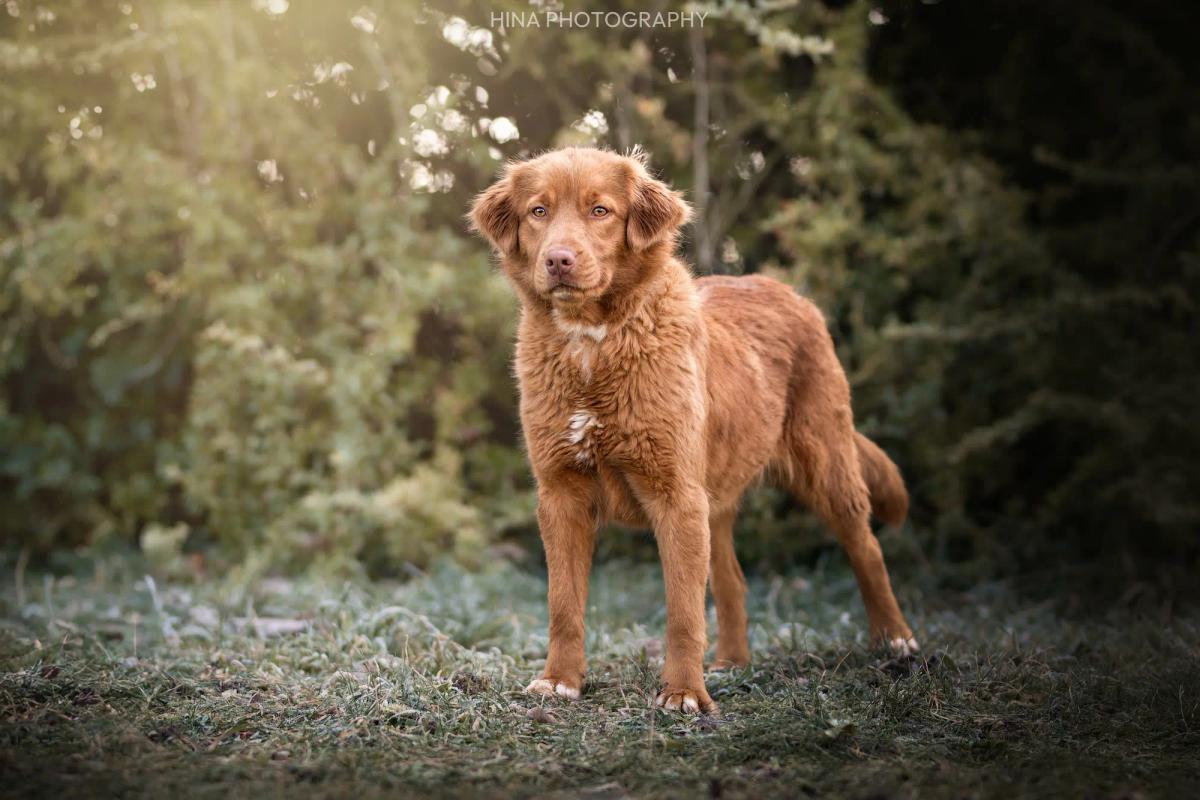 Yuki, femelle retriever de la Nouvelle-Écosse, portrait en extérieur