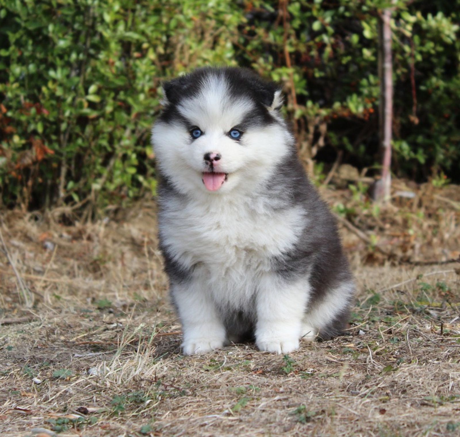 BOLT, chiot Pomsky mâle au pelage noir et blanc