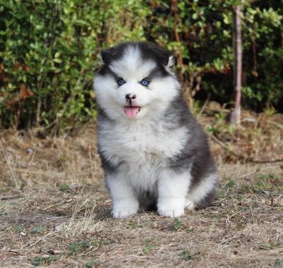 BOLT, chiot Pomsky mâle au pelage noir et blanc