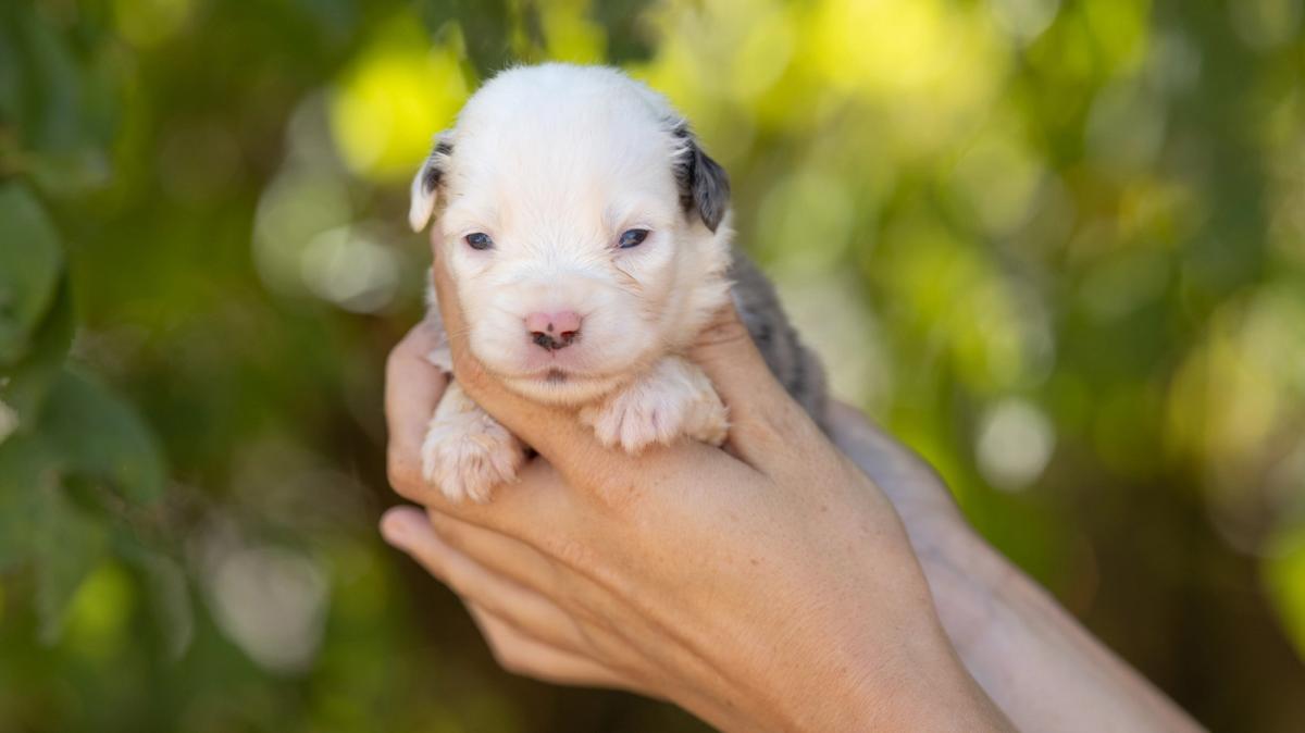 Birdie, chiot Berger Américain Miniature mâle miniature au pelage bleu merle