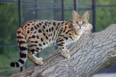 Chat Savannah à la robe tachetée type serval, sur un tronc dans un enclos