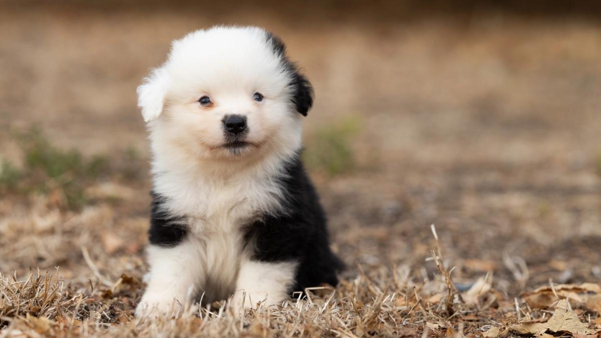 Bohème, miniature male Miniature American Shepherd puppy with a black tricolour coat