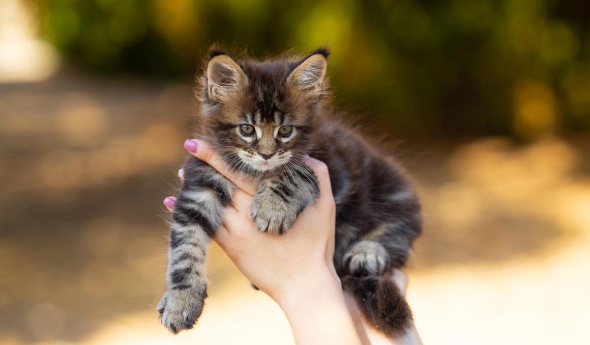 Billy, chaton Maine Coon femelle au pelage brown