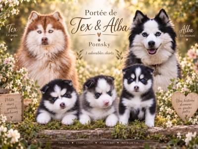 Portée POMSKY ALBA ET TEX, chiots Pomsky nés le 3 août 2026