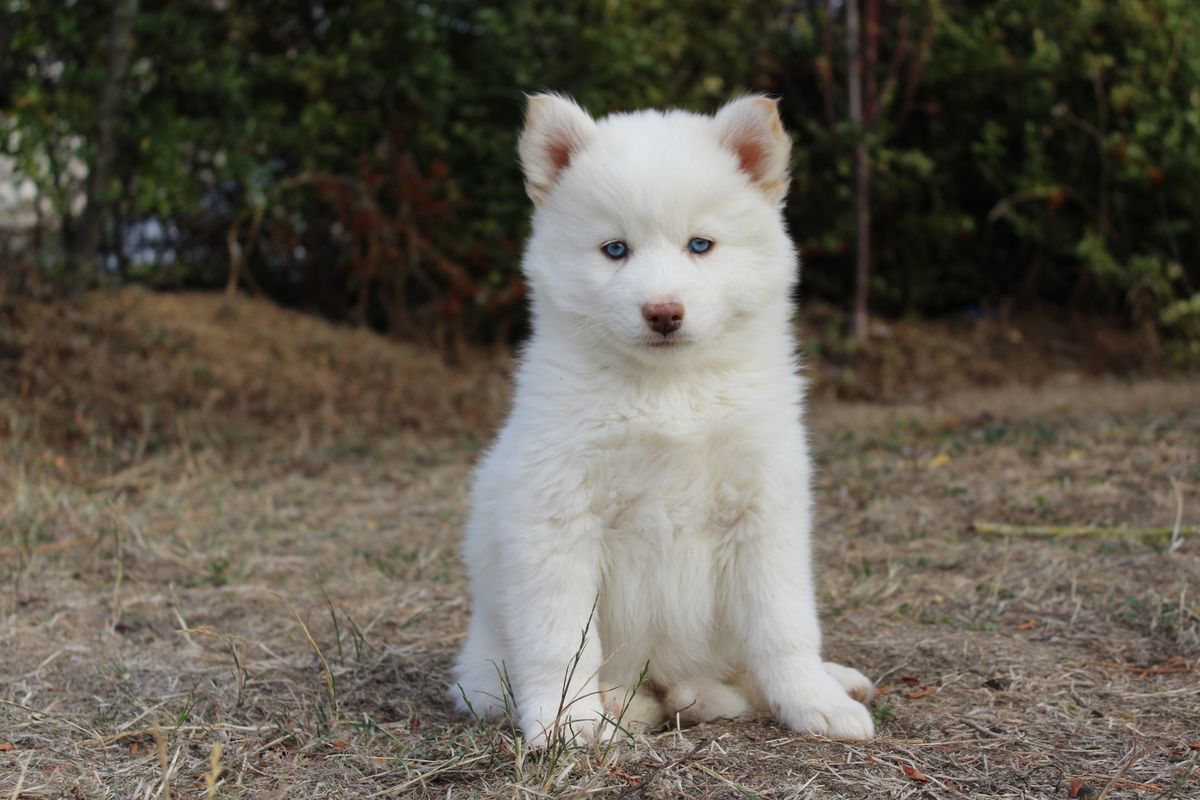 BALOO, chiot Pomsky mâle au pelage blanc
