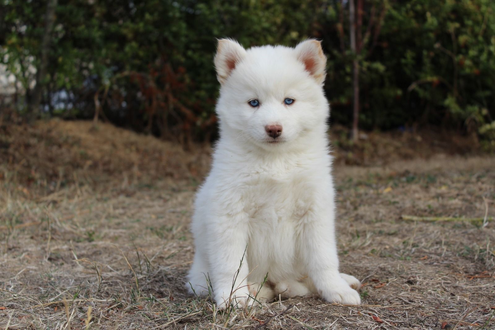 BALOO, chiot Pomsky mâle au pelage blanc