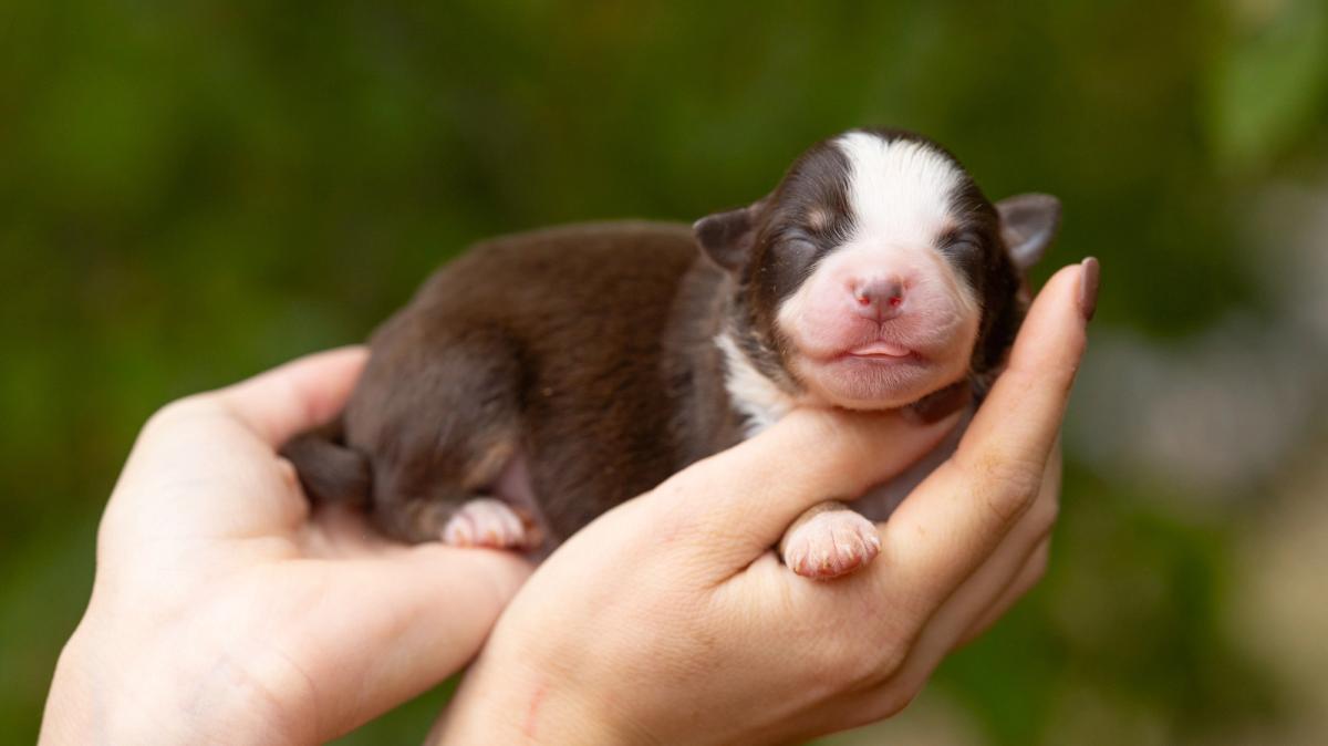 Boston, chiot Berger Américain Miniature mâle miniature au pelage rouge tricolore