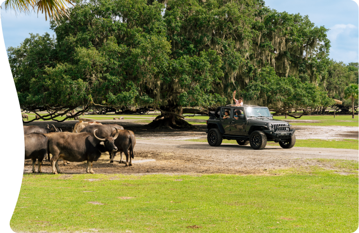Discover Kissimmee: the big, bold heart of Florida
