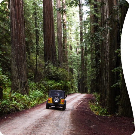 a jeep road through woods