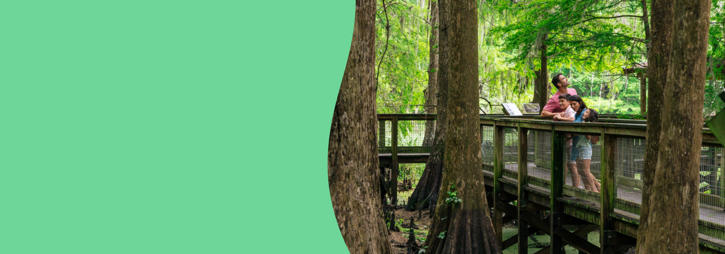 A family of four explores a wooden boardwalk winding through a lush cypress forest. Tall trees with thick trunks rise around them, and vibrant green foliage creates a serene and shaded atmosphere. The family pauses to admire the surroundings, immersed in the natural beauty of the area.