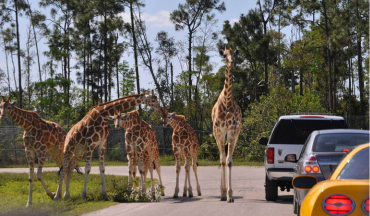 Lion Country Safari