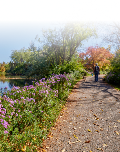 Scenic outdoor path lined with vibrant purple flowers and lush greenery, leading to a calm pond, with a person walking a dog in the distance