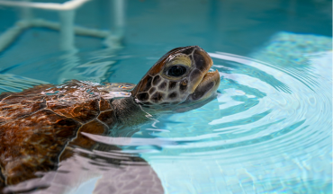 Loggerhead Marinelife Center