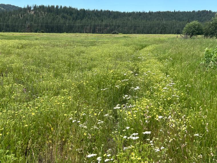 Faint path in grassland