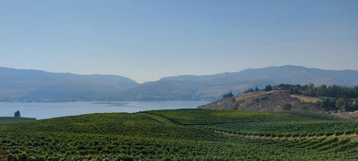 Lake Chelan Vineyards