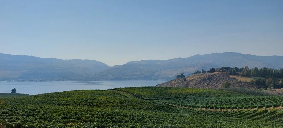 Lake Chelan Vineyards