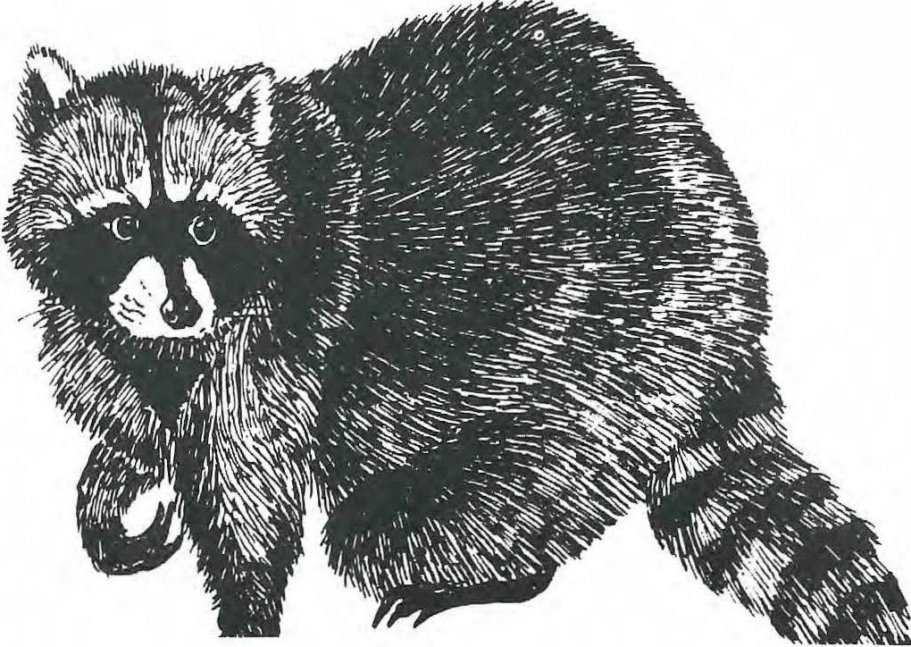 A Day With The Animals At Northwest Trek