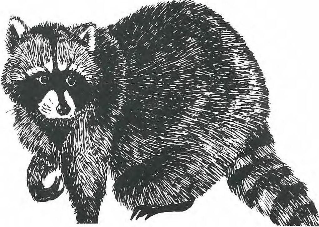 A Day With The Animals At Northwest Trek