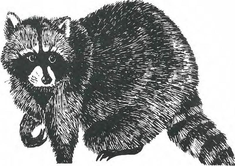 A Day With The Animals At Northwest Trek