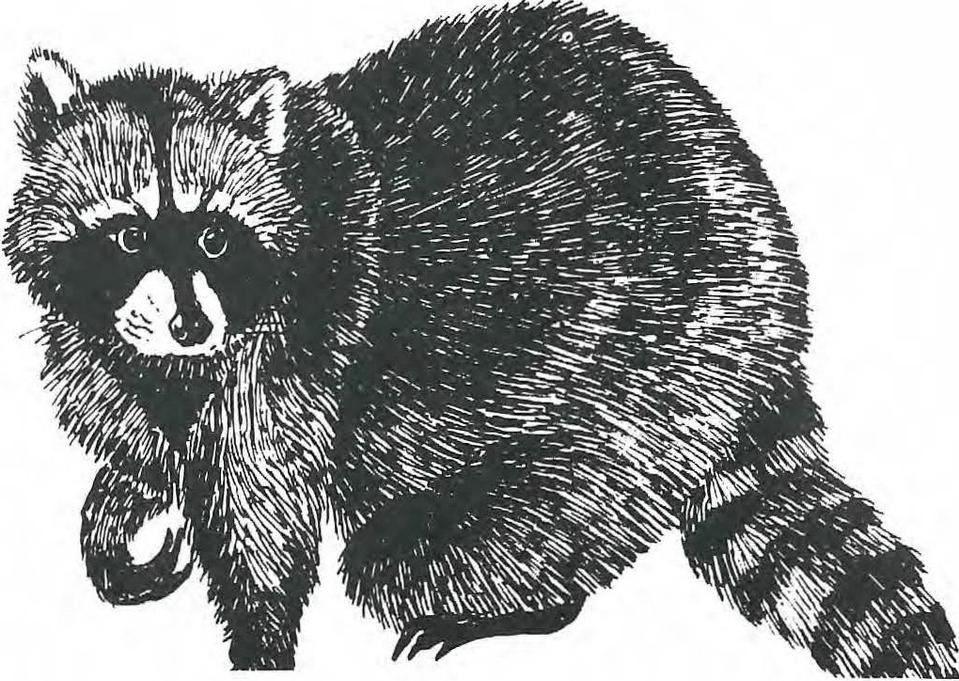 A Day With The Animals At Northwest Trek