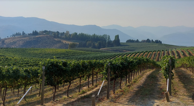 Vineyards at Benson Winery
