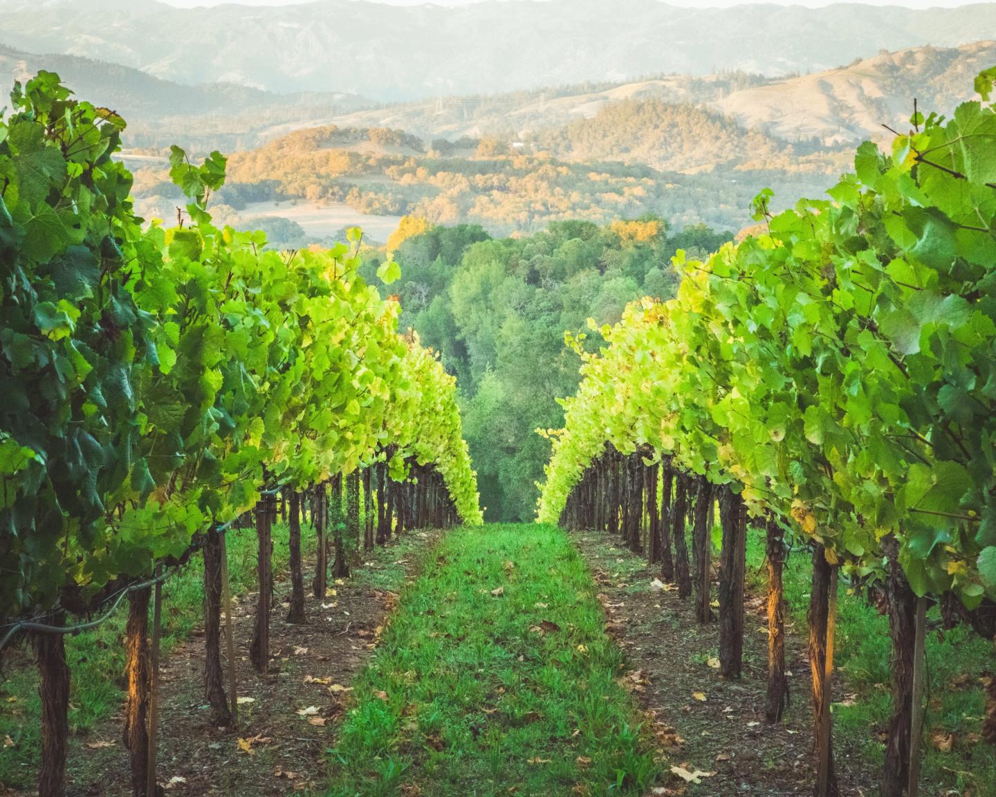 picture of vineyard